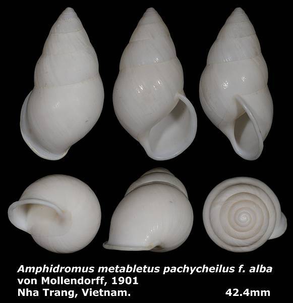 Amphidromus metabletus pachycheilus f. alba 42.4mm