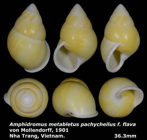 Amphidromus metabletus pachycheilus f. flava 36.3mm