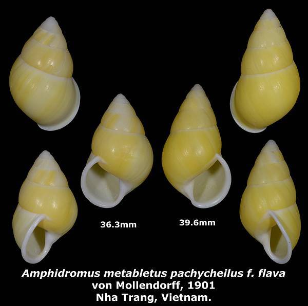 Amphidromus metabletus pachycheilus f. flava 36.3 & 39.6mm