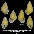 Amphidromus metabletus pachycheilus f. flava 36.3 & 39.6mm 00