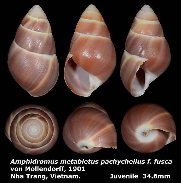 Amphidromus metabletus pachycheilus f. fusca 34.6mm