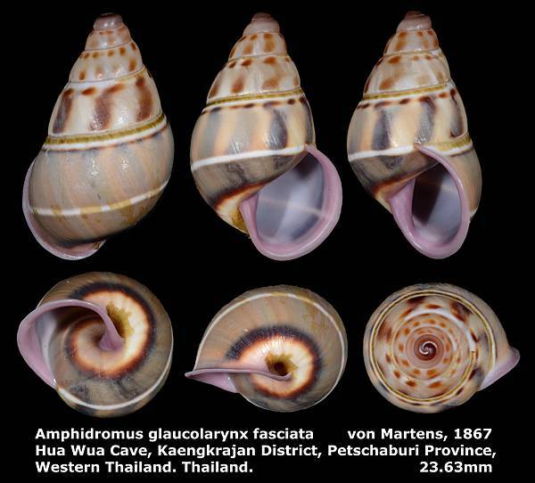 Amphidromus glaucolarynx fasciatus 23.63mm 00