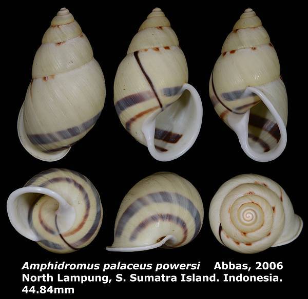 Amphidromus palaceus powersi 44.84mm