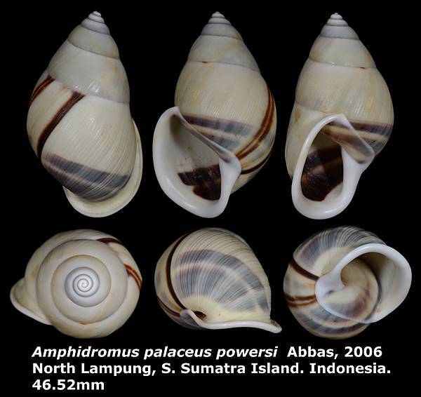 Amphidromus palaceus powersi 46.52mm