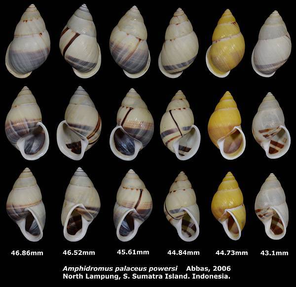 Amphidromus palaceus powersi 43.1 to 46.86mm
