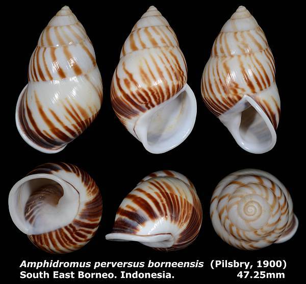 Amphidromus perversus borneensis 47.25mm