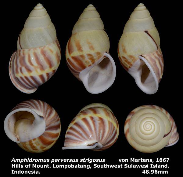 Amphidromus perversus strigosus 48.96mm