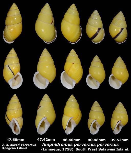 Amphidromus perversus perversus 39.52 to 47.42mm