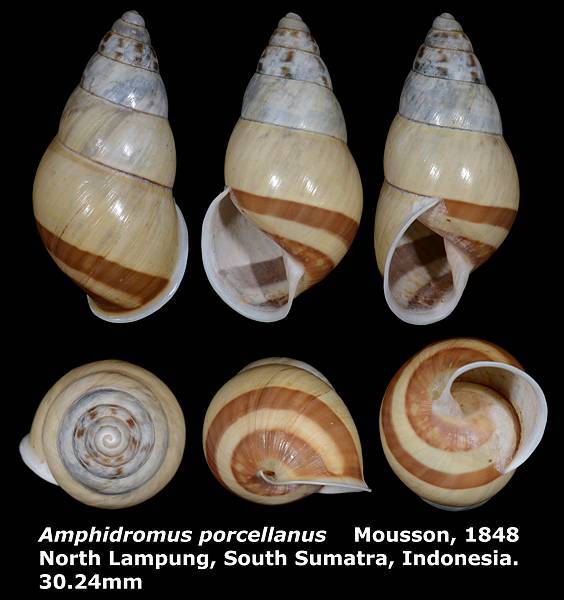 Amphidromus porcellanus 30.24mm