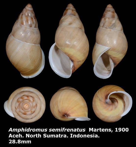 Amphidromus semifrenatus 28.8mm Amphidromus semifrenatus 28.8mm
