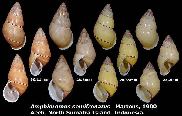 Amphidromus semifrenatus 25.2 to 30.11mm