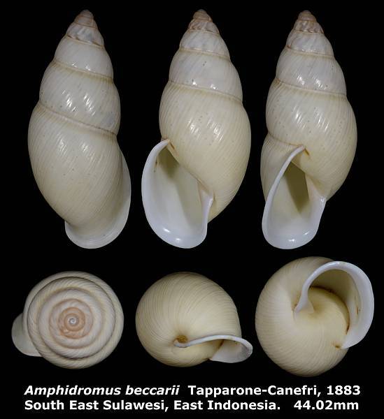 Amphidromus beccarii 44.02mm