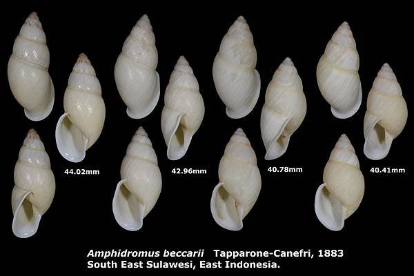 Amphidromus beccarii 40.41 to 44.02mm 00.jpg