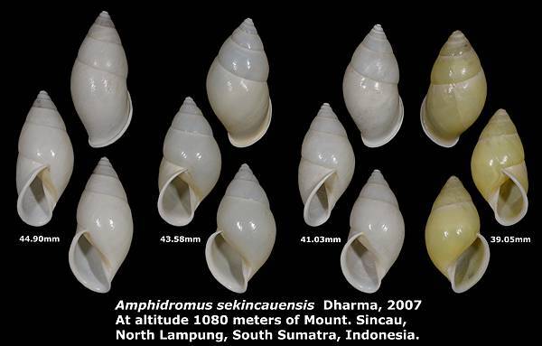 Amphidromus sekincauensis 39.05 to 44.90mm