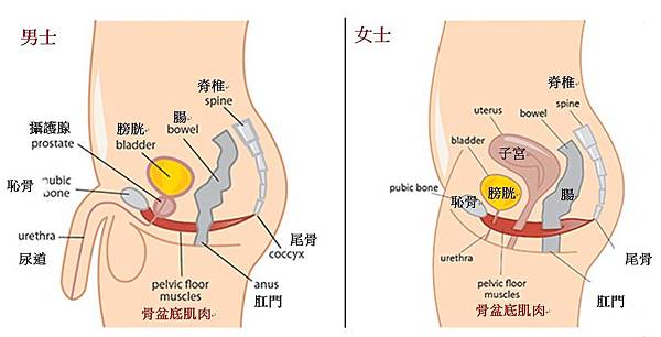 G動椅,G動椅評價,G動椅價錢,G動椅費用,G動椅ptt,G動椅台北,G動28多少錢,高強度凱格爾運動,強化骨盆底肌肉群,李久恆