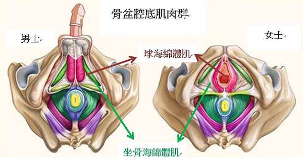 G動椅,G動椅評價,G動椅價錢,G動椅費用,G動椅ptt,G動椅台北,G動28多少錢,高強度凱格爾運動,強化骨盆底肌肉群,李久恆