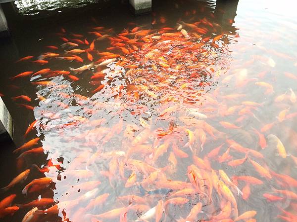 花港觀魚西湖十景之一 倚橋欄俯看，數千尾金鱗紅魚結隊往來