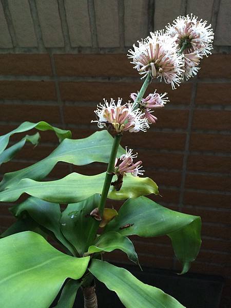 花非花 霧非霧 夜半來 天明去