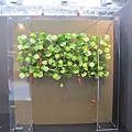 (113) 创意的摆设9 Creative Displays Of Green 9.JPG