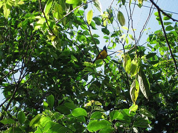 金胸「木京」鳥