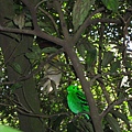 小綠闊嘴鳥
