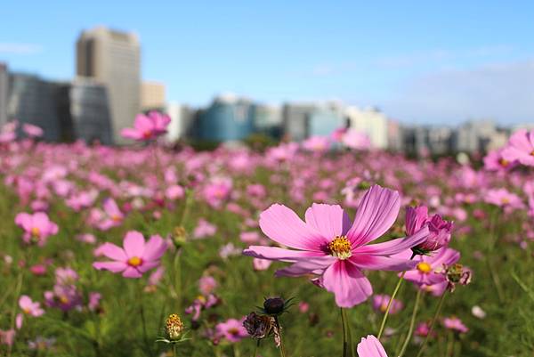 波斯菊花海