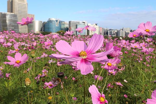 波斯菊花海