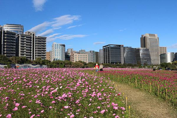 波斯菊花海