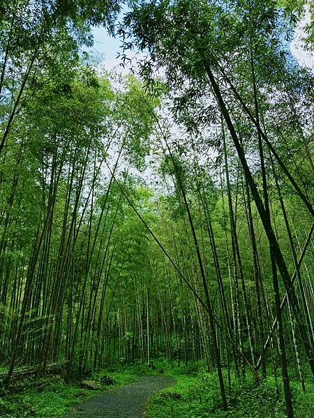 綠意盎然的溪頭自然教育園區