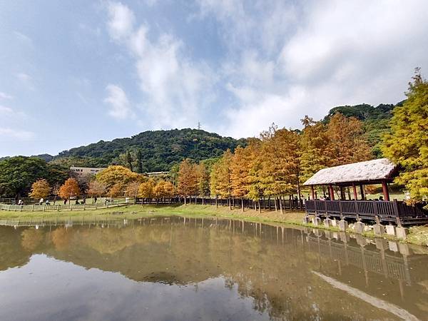 原住民文化公園之落羽松