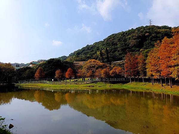 原住民文化公園之落羽松