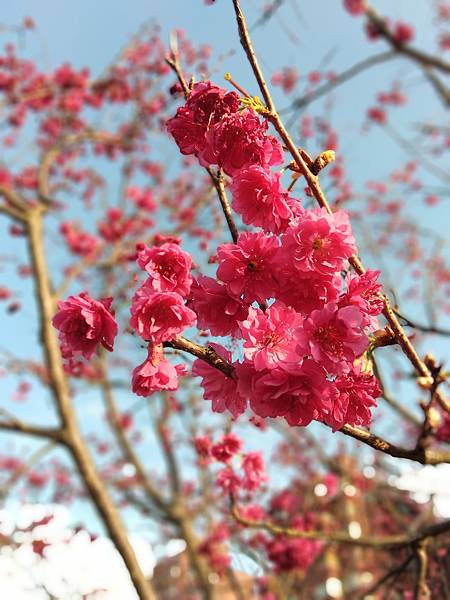 樂活公園賞夜櫻