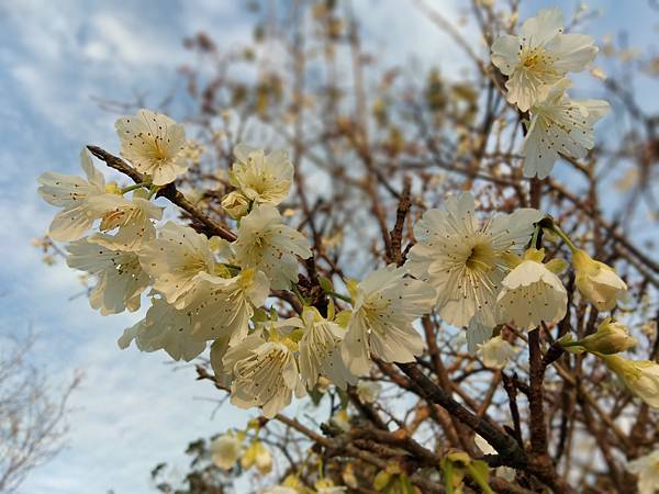 樂活公園賞夜櫻