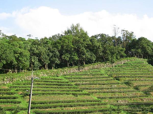 茶園梯田 