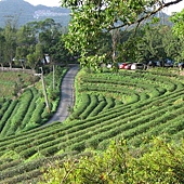 茶園梯田 茶園梯田