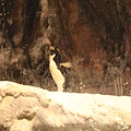 馬可羅尼企鵝 2