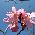 山櫻花 山櫻花