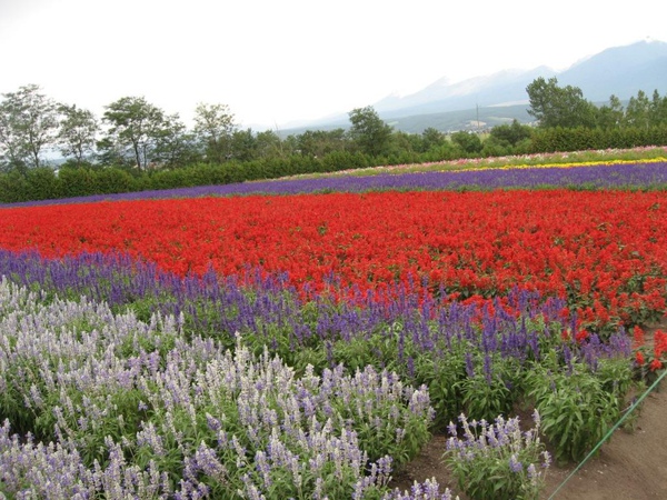 富田農場