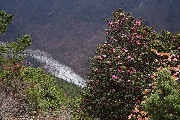 20130428 珠峰EBC+Gokyo健行之七：杜鵑篇，A