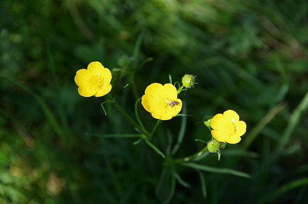 20140625 北疆徒步行D6，喀納斯湖兩岸逍遙遊