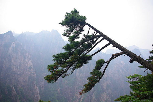 黃山迎風松