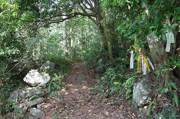 20150613 酷熱中賞玩阿白縱走（阿冷山縱走白毛山）