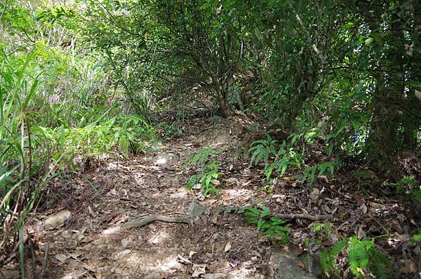 20150613 酷熱中賞玩阿白縱走（阿冷山縱走白毛山）