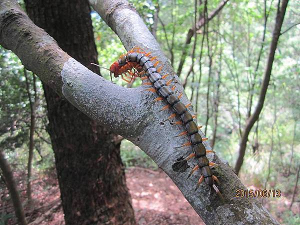 20150613 酷熱中賞玩阿白縱走（阿冷山縱走白毛山）