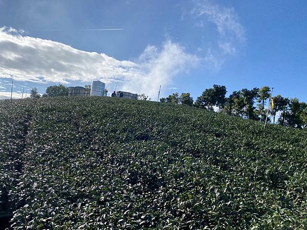 20211223 嘉義天際線12峰，樟腦寮太平山Ｏ繞