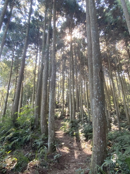 20221005 民都有山縱走西高橋山下石鹿古道