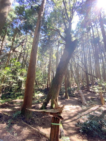 20221005 民都有山縱走西高橋山下石鹿古道