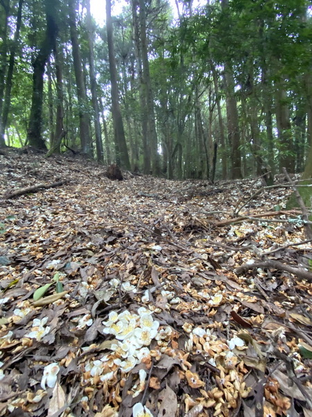 20221005 民都有山縱走西高橋山下石鹿古道