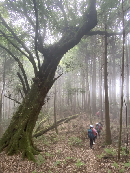 20221005 民都有山縱走西高橋山下石鹿古道