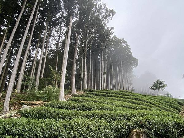 20221005 民都有山縱走西高橋山下石鹿古道